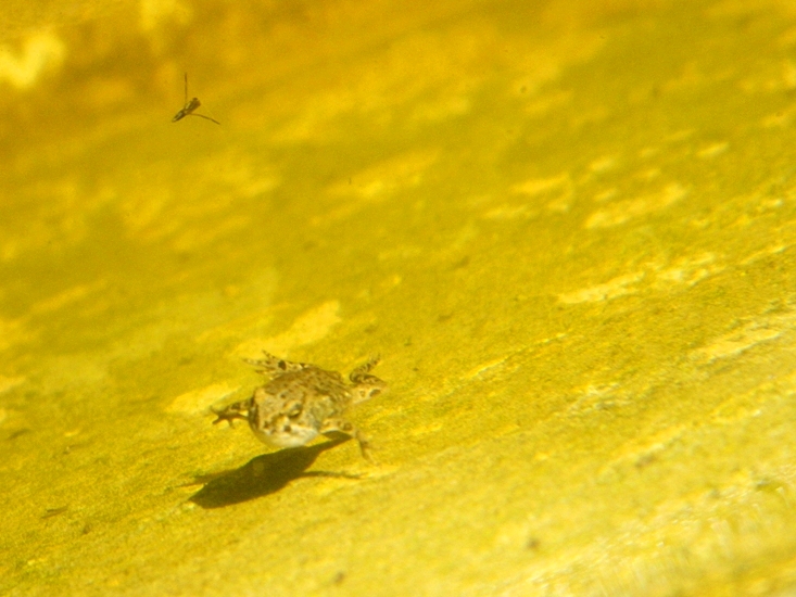 Aiuto identificazione piccola rana. - Bufotes balearicus